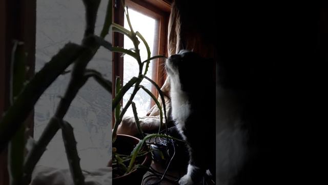 Кот и алоэ смотреть онлайн