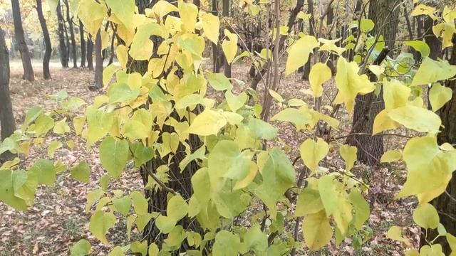 Срочно Дайте в Октябре Всем Садовым Деревьям и Кустарникам это для крупного урожая смотреть онлайн