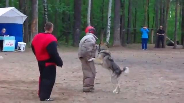 Пермский волкособ Джек (11 лет) - впервые на Русском Ринге))) смотреть онлайн