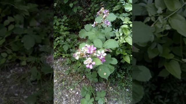 Волшебная палочка в руках многомерного сознания смотреть онлайн