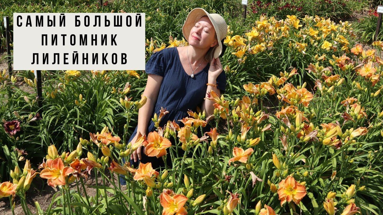 Он смог разбить мне сердце! Теперь надеюсь на взаимность / Питомник, где растёт 900 сортов лилейника смотреть онлайн