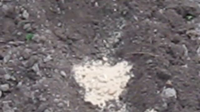 Как мы садим крокусы и гиацинты смотреть онлайн