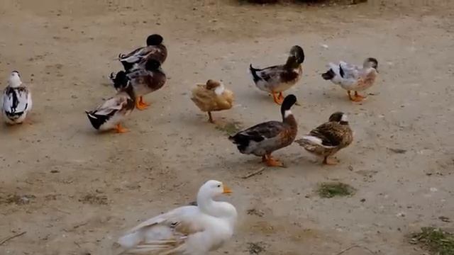Duck and Goose video | Animals Video | Birds смотреть онлайн