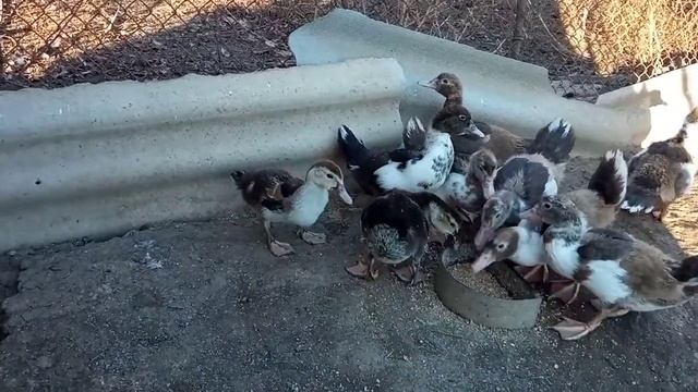 Мешанка для Уток/Делаю для своих Утят Вкусняшку, чтоб росли быстрее и набирали Вес смотреть онлайн