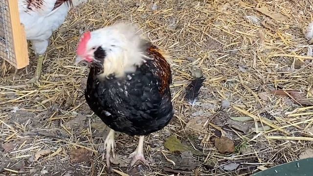 ГОЛУБЫЕ ЯЙЦА. Обзор породы Араукана и Амераукана. смотреть онлайн