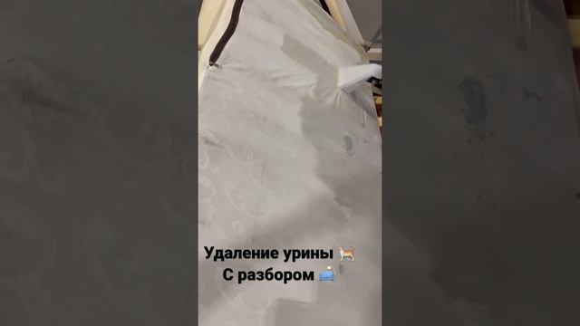 Химчистка дивана. Удаление урины/мочи с разбором мебели ❗️ смотреть онлайн