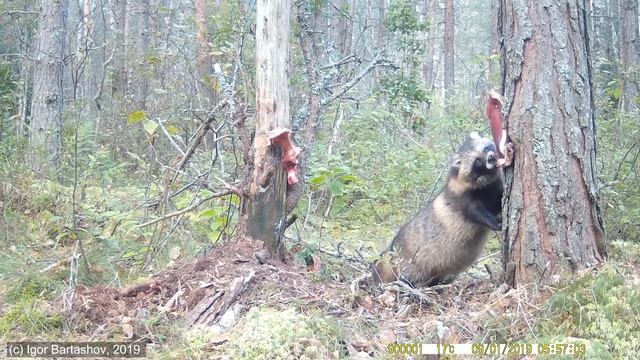 Енотовидная собака в Журавлиной родине. Часть 1. смотреть онлайн