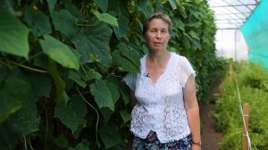 Суперранний урожайный Огурец Щедрик! До 7 килограмм с одного растения!