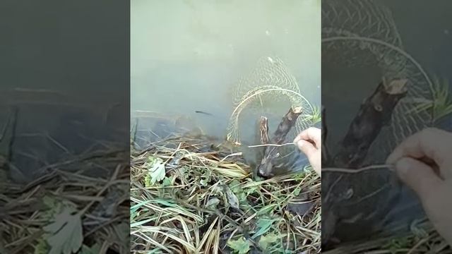 Рыбалка на прудсайке в апшеронске смотреть онлайн