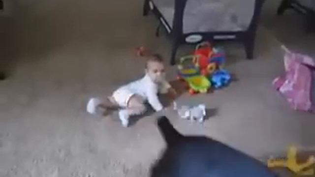 Doberman protegge bambino смотреть онлайн