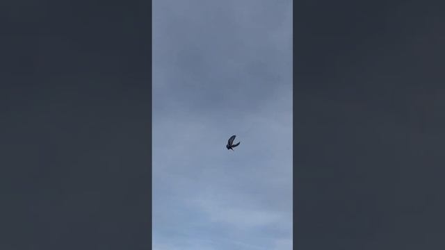 Турецкая Такла в Пятигорске. Вот она ☝️ракета??чакмакли(Анкара) возраст 4 мес. 2 мес гон. смотреть онлайн