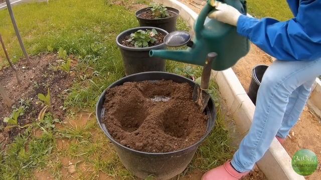 Ампельная клубника: особенности, посадка, уход смотреть онлайн