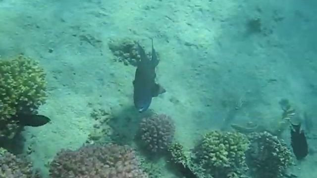 Спинорог синий, Redtooth triggerfish смотреть онлайн