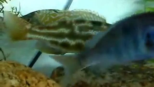 Nimbochromis fuscotaeniatus Wildcaught смотреть онлайн