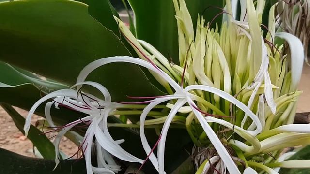 HYMENOCALLIS LITTORALIS (Spider Lily, Beach spider Lily) / Medicial Plants / The Rural Life смотреть онлайн