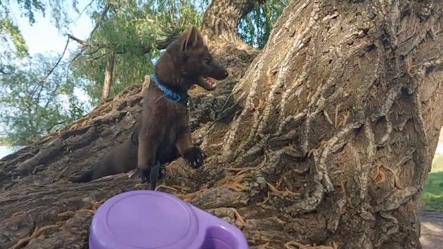 Соболь обалдел от увиденного! Продолжаем знакомить Морко с удивительным окружающим миром смотреть онлайн