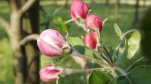 ТРЕТЬЯ ОБРАБОТКА САДА ПО РОЗОВОМУ БУТОНУ.Мои профилактические мероприятия.