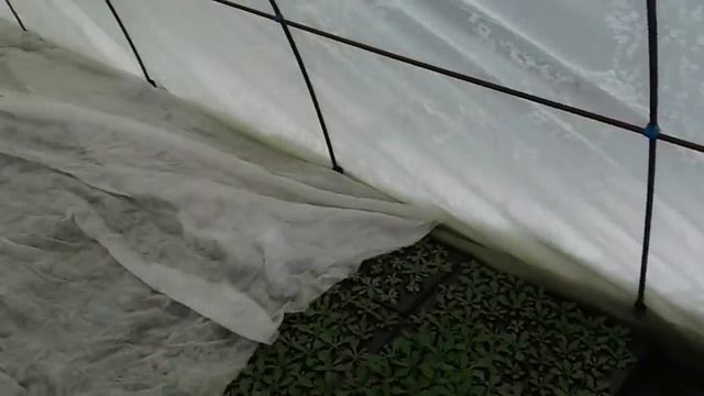 Петуния в холодной теплице/ уход и содержания... смотреть онлайн