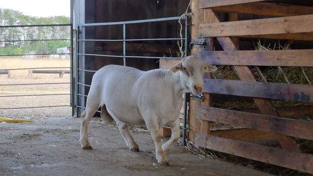 Белый Дорпер. Продан в Казань смотреть онлайн