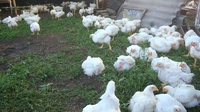 ЛЕТНЕЕ СОДЕРЖАНИЕ БРОЙЛЕРОВ / СТОИТ ЛИ ВЫРАЩИВАТЬ ПТИЦУ ЛЕТОМ смотреть онлайн
