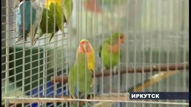 Попугаи смотреть онлайн