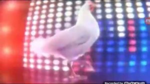 Песня курицы