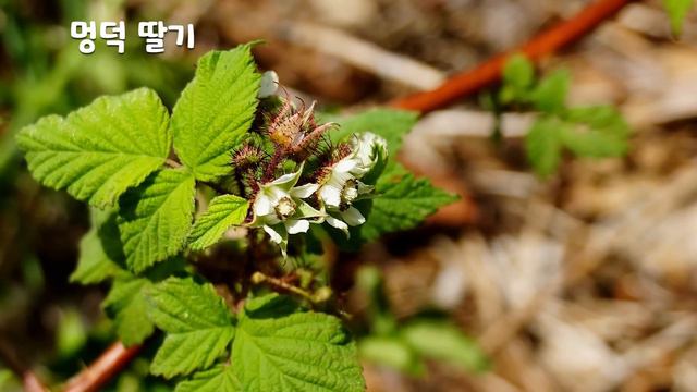 [63편 딸기]세계인이 좋아하는 과일 딸기, 야생딸기