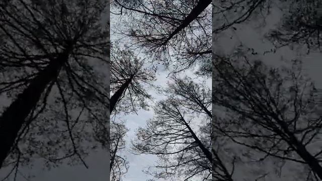 Граб, лісок смотреть онлайн