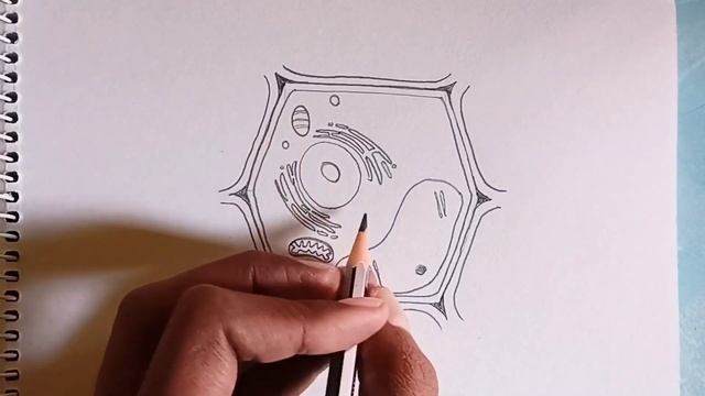 how to Draw Plant and Animal Cell Diagram, Drawing Plant cell/Animal cell Diagrams смотреть онлайн