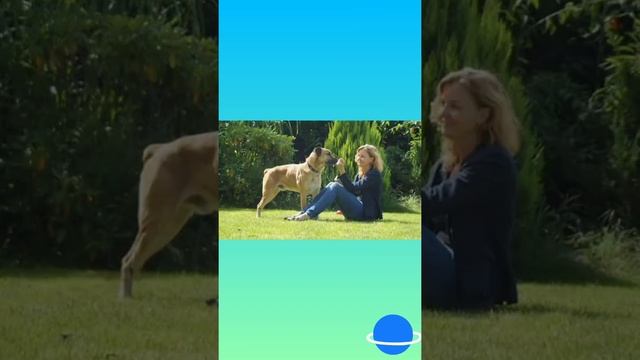 Интересные истории из жизни. Все таки животные самые преданные. #животные #доброесердце смотреть онлайн