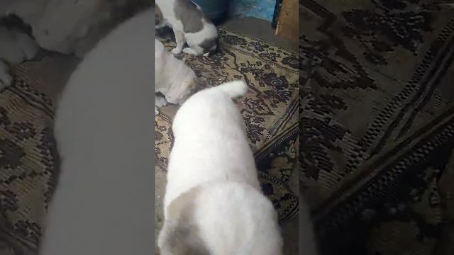 Щенки САО 56 дней, кушают сырую морскую рыбу (навага) смотреть онлайн