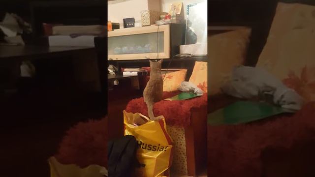 Шерстяная жопа смотреть онлайн