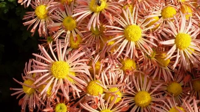 Вальс хризантем. смотреть онлайн