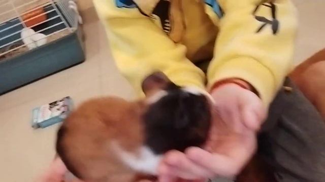 нам купили морскую свинку!!! смотреть онлайн