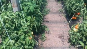 Томат Супер Нова F1