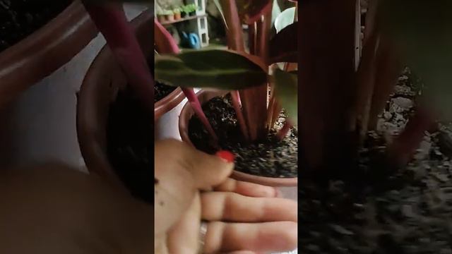 Como cultivar maranta 🌱 смотреть онлайн