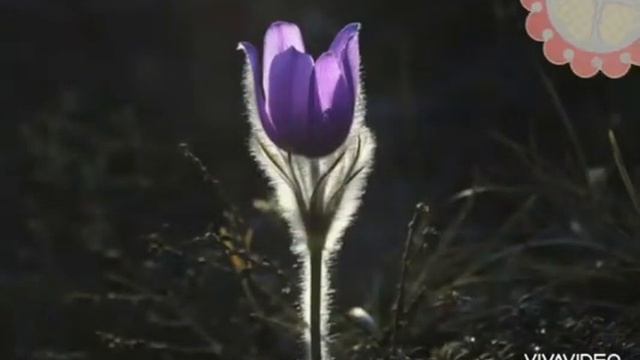 Пробуждение весны. Презентация "Время года весна" смотреть онлайн