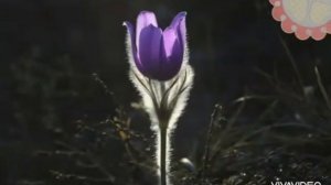 Пробуждение весны. Презентация "Время года весна"