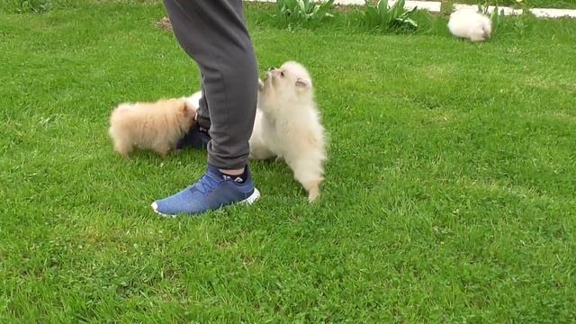 Мини Шпиц. Миниатюрный Шпиц. Мишка или лисичка, или собачка? Надо ли Гулять с щенком? смотреть онлайн