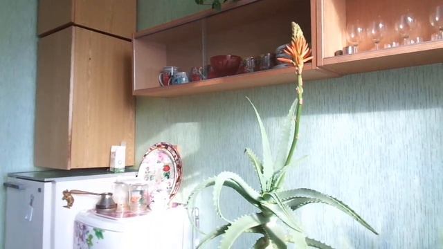 Зацвёл Алоэ древовидный. смотреть онлайн