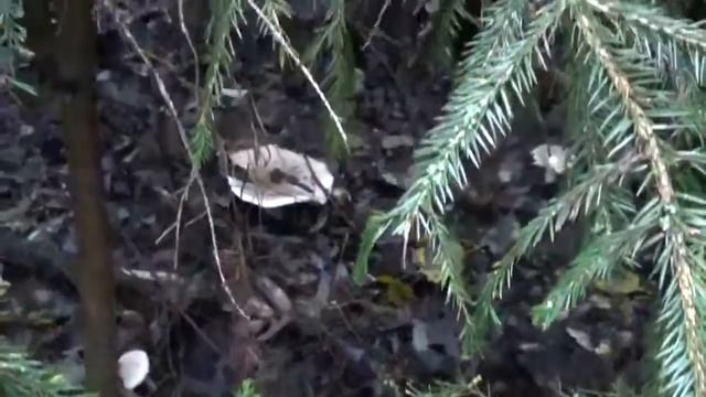 Рядовки дымчатые. Просто супер! смотреть онлайн