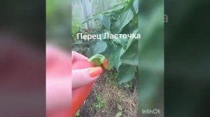 Перец Ласточка в теплице