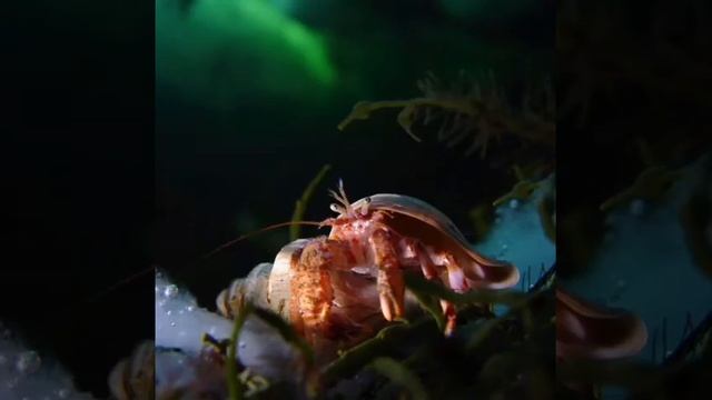 Обитатели Белого моря смотреть онлайн