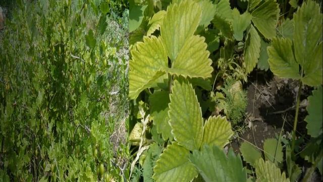 САМАРА. Дачные грядки мои. 10 серия. Картофель растет, горох цветет. . 03-04.06.2015 г. смотреть онлайн