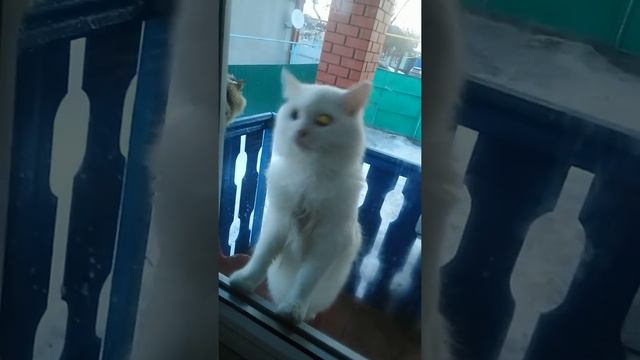 Кот проситься войти в дом через окно