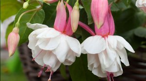 Фуксии после зимы  Достаем из погреба и готовим к цветению