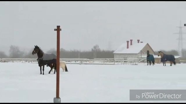 Как скатать трассу для катаний в упряжке. Берем лошадь и ватрушку. смотреть онлайн