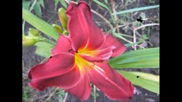 #Лилейники18 #Цветы для сада и бизнеса от Ольги Шевчук смотреть онлайн