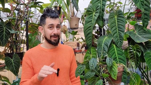 Monstera Sp. Peru Review | 5 Years Later | Monstera Karstenianum | Epipremnum Marble Planet