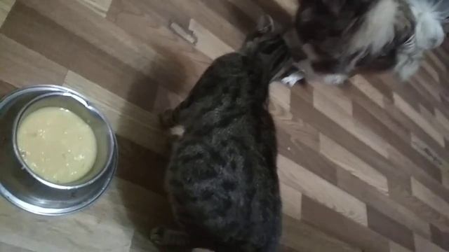 Лялька и Барсик ,ужин гороховый суп. смотреть онлайн